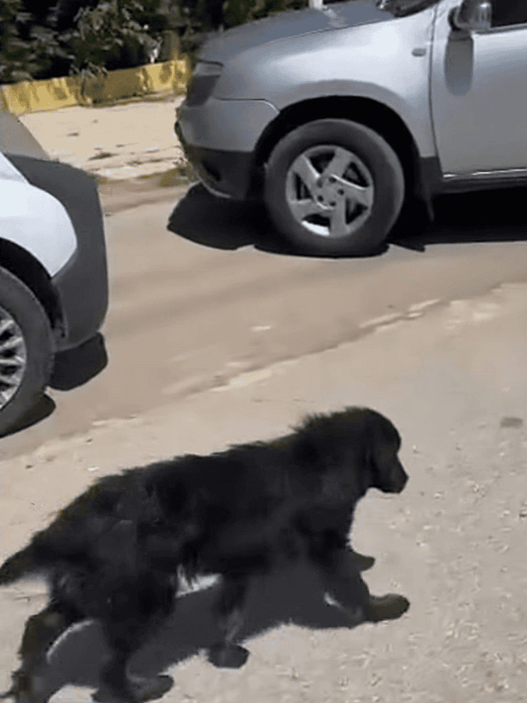 Dog playing outside on sunny day, adorable puppy enjoying outdoor activity.