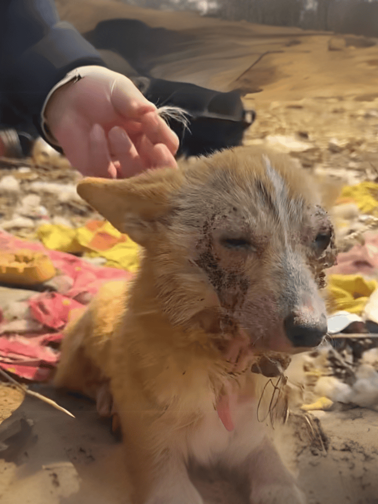 Injured dog rescue, dog with scars lying on dirt ground, human hand comforting and petting.