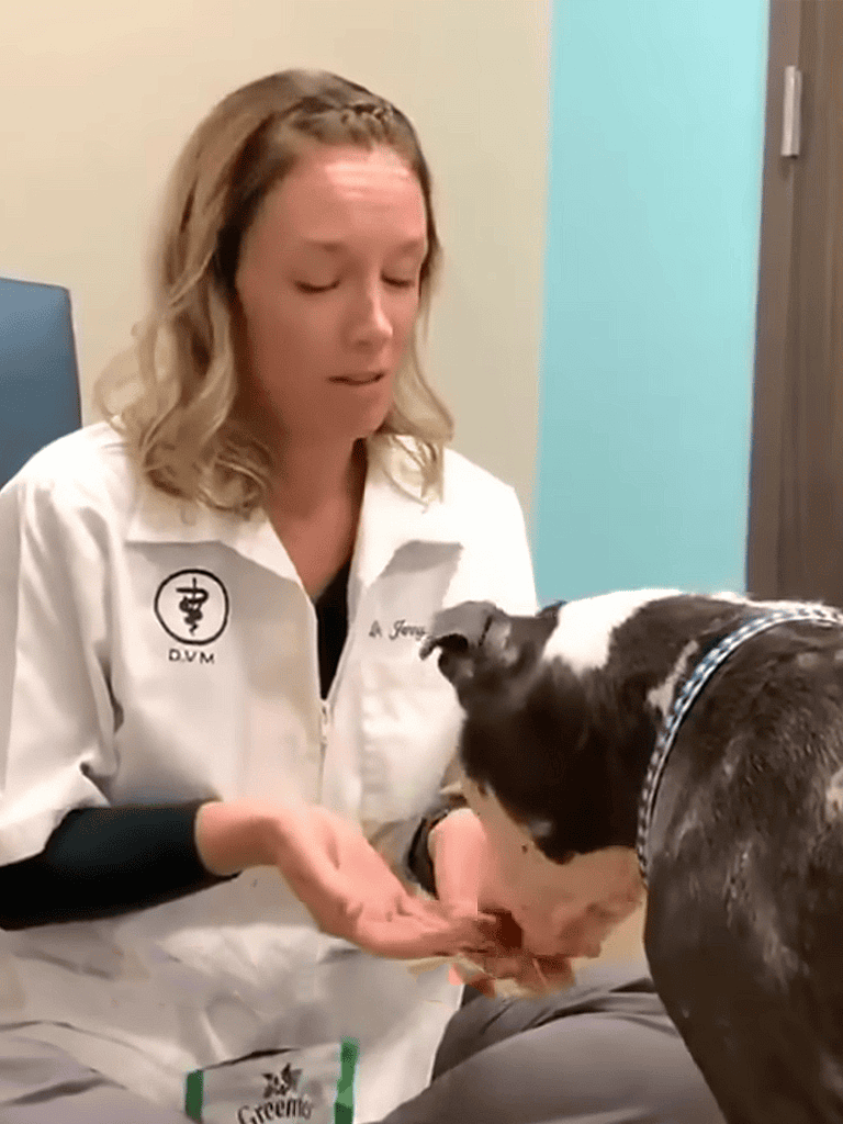 Vet helping dog at clinic, professional pet health care, veterinary clinic, animal well-being.