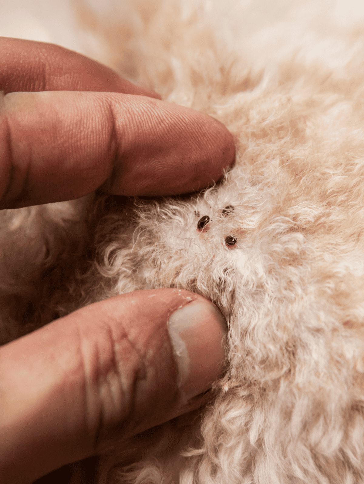Close-up of a human finger inspecting fleas on a curly-haired dog's skin.