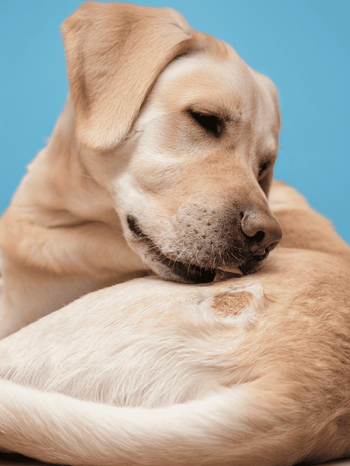 Close-up of a sleeping Labrador Retriever dog on a blue background.