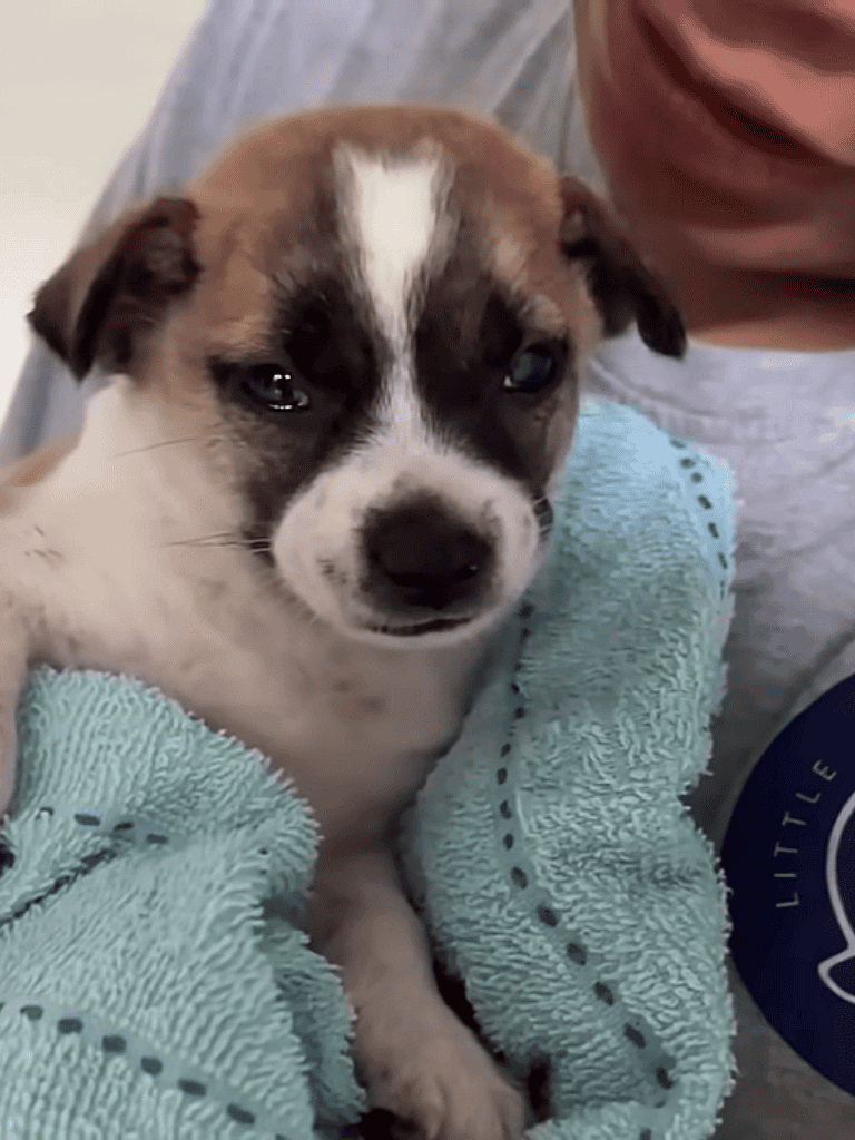 Puppy portrait, black and white markings, adorable young dog for pet lovers.