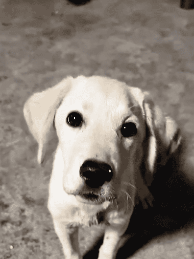 Cute white puppy with soulful eyes, perfect for dog lover community.