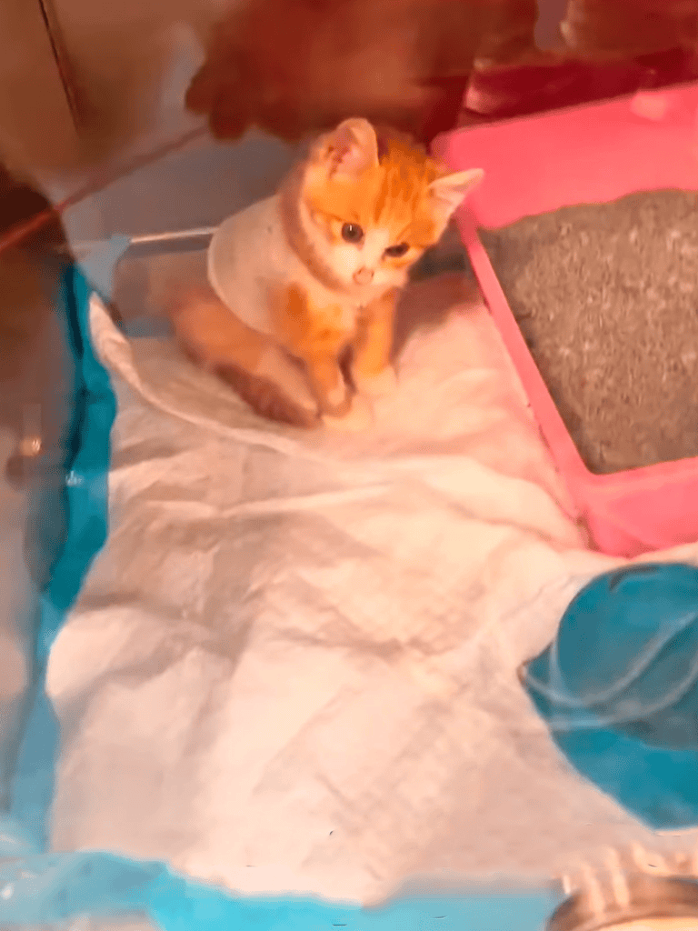 Cute orange kitten sitting on soft blanket near litter box and pet supplies.