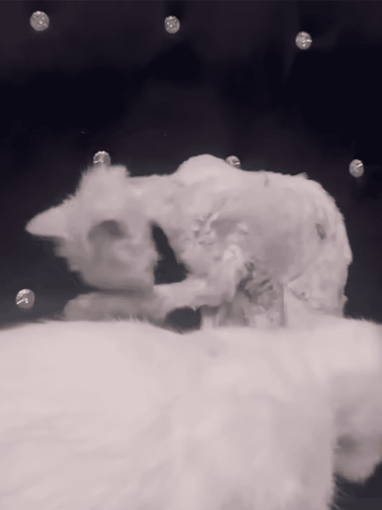 Cute fluffy puppy splashing in water, black background with bubbles.