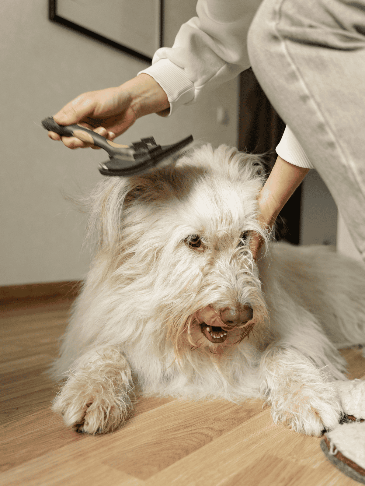 Dog grooming service for fluffy, healthy coat care.