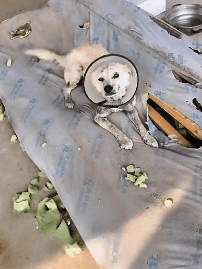 Dog with cone on neck, injured dog lying on construction site with debris and leaves around.