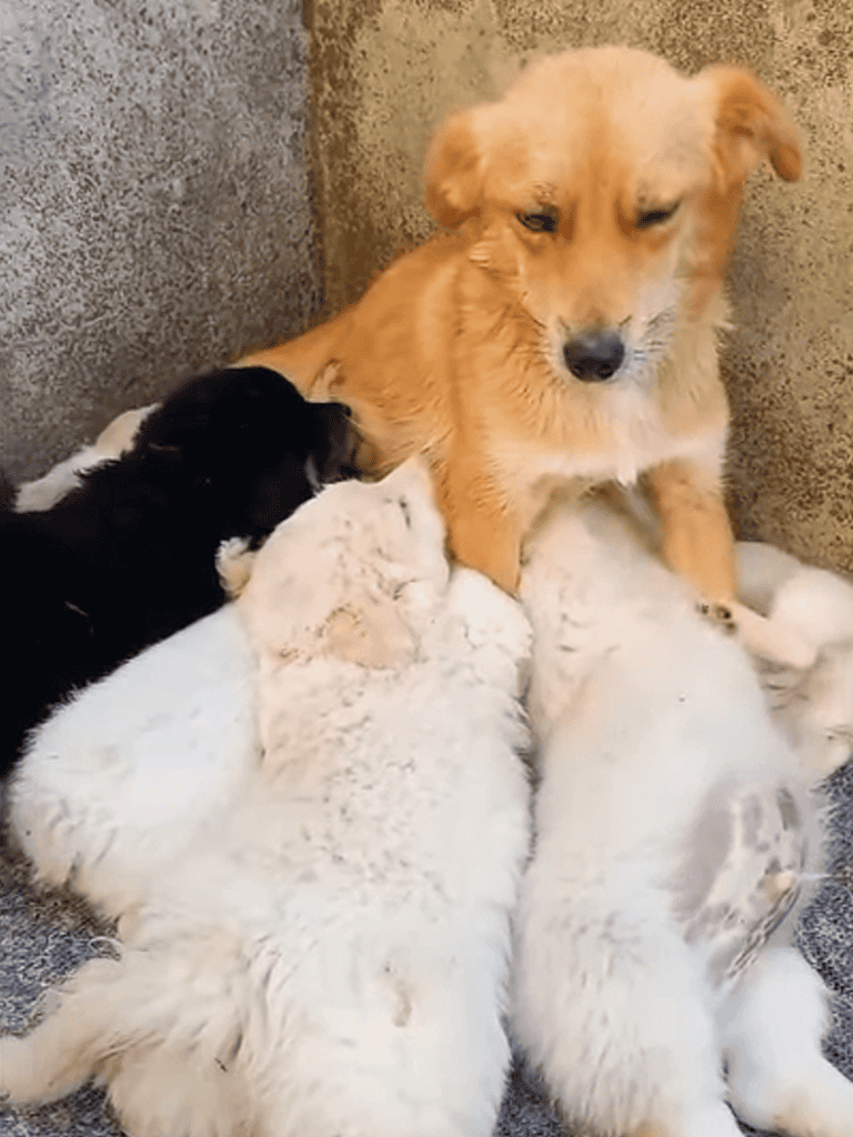 Adorable fluffy puppies with their protective mother dog. Perfect for pet lovers and dog care enthusiasts.
