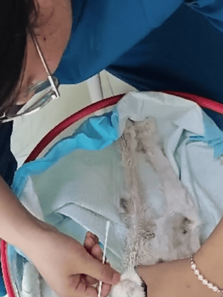 ALT: Veterinarian performing emergency surgery on a dog in the veterinary clinic.