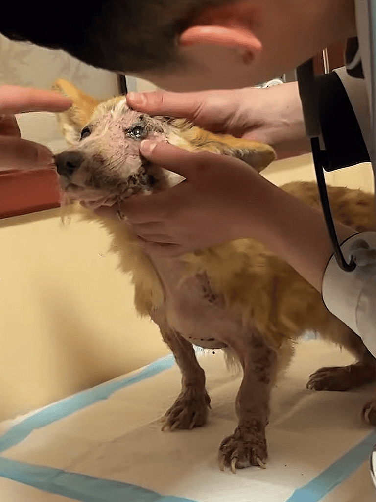 Dog rescue dog being bathed by volunteers.