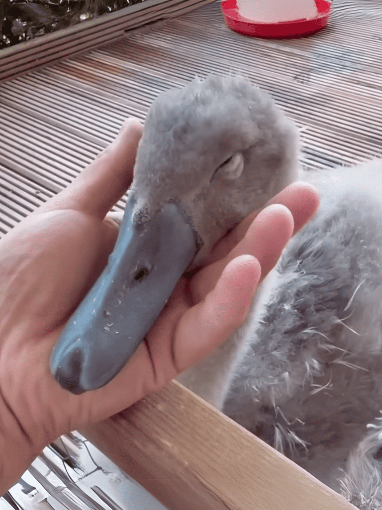 Close-up of a person petting a baby swan with soft feathers.