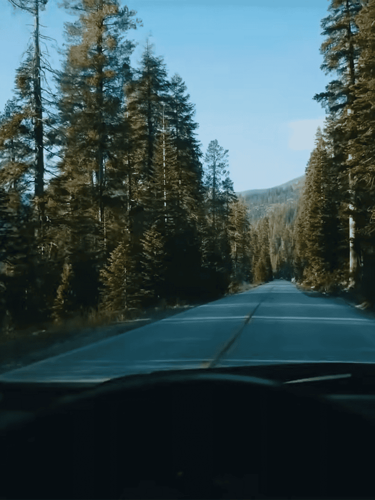 Beautiful pine forest road in nature.