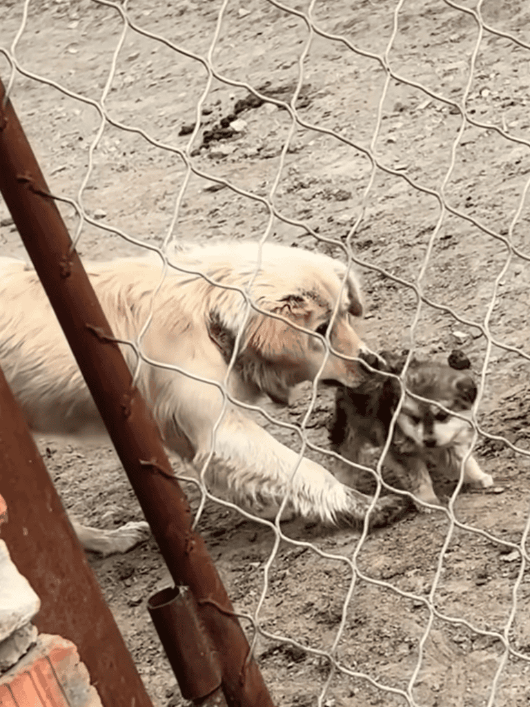 Dog rescue and companionship for puppies and dogs at an animal shelter.