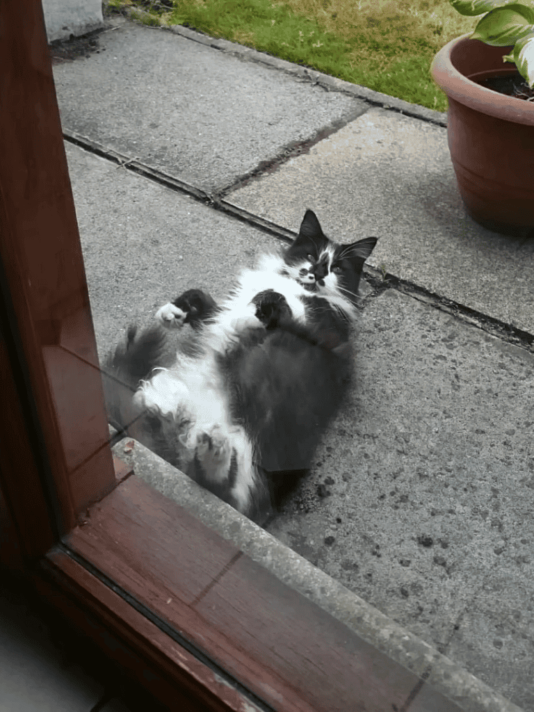 Cute black and white kitten lying on its back outside door.