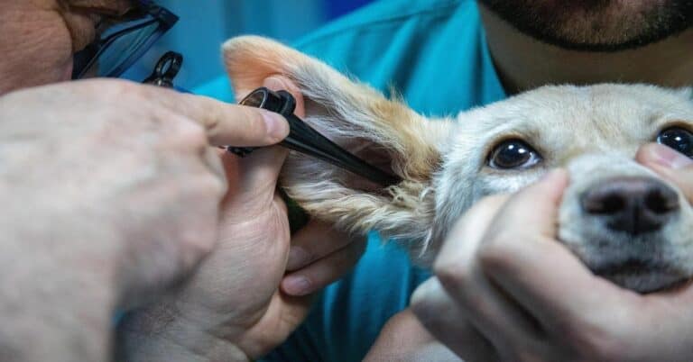 Dog being ear-cleaned by groomer for health and hygiene.