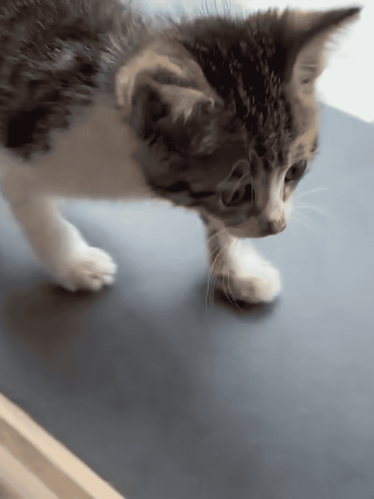 Adorable tabby kitten exploring on a smooth surface, showcasing playful and curious cat behavior.