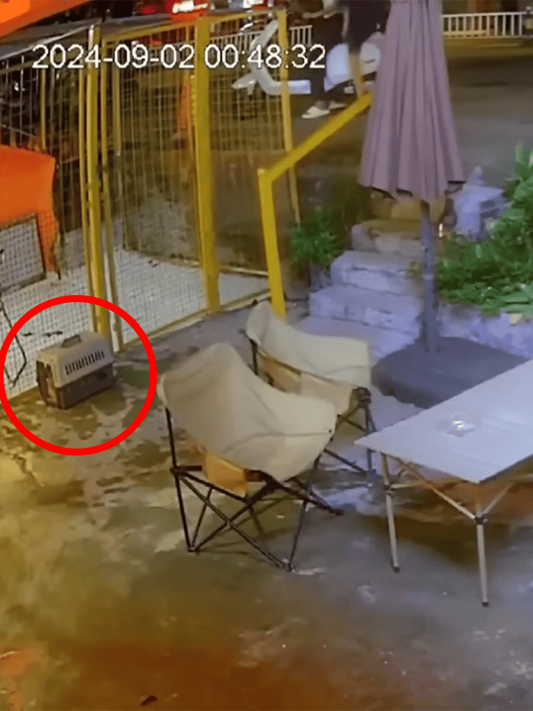 CCTV footage showing a dog theft incident at night, highlighting the importance of pet security measures.
