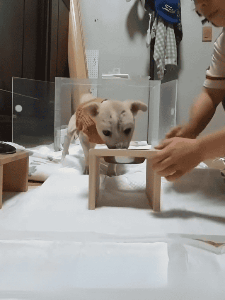 Dog feeding station puppy.