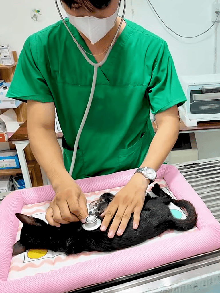 Vet examining a small puppy with a stethoscope.