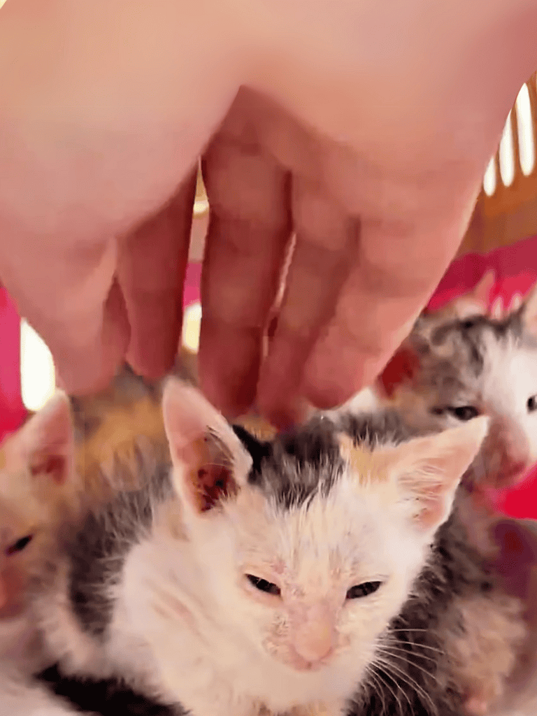 Cute kittens being gently petted, showcasing gentle care for multiple kittens.