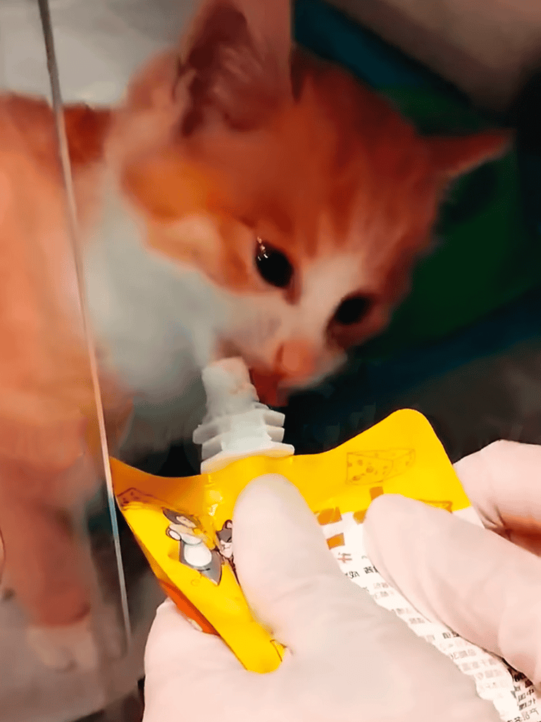 Cat receiving feeding tube with veterinary assistance in a clinical setting.
