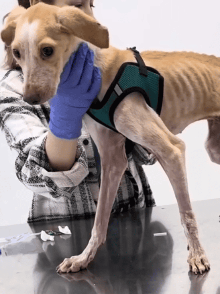 Dog health and vet checkup services for dogs.