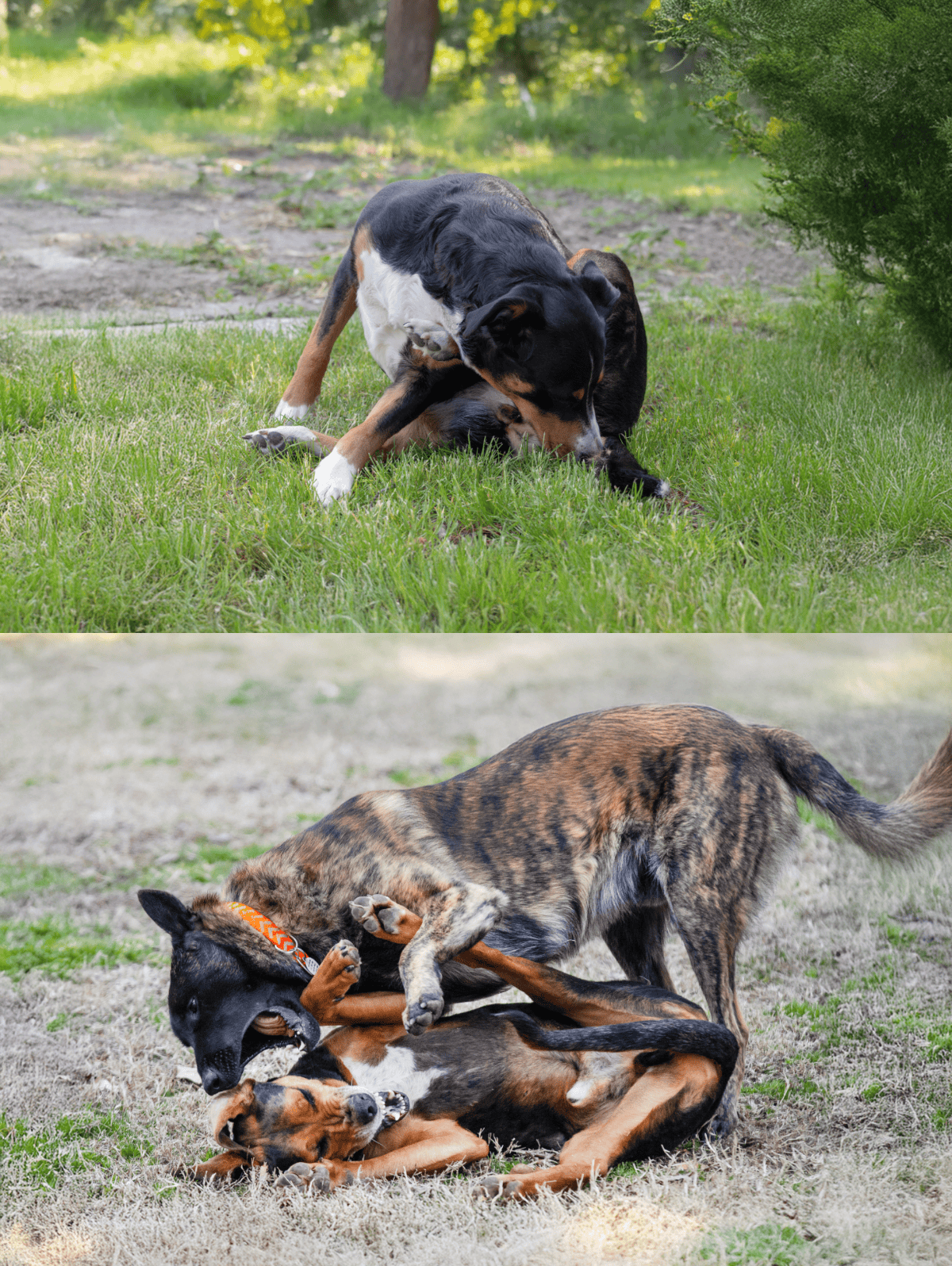 Adorable dogs playing together, showcasing positive training and social skills in a natural outdoor setting.