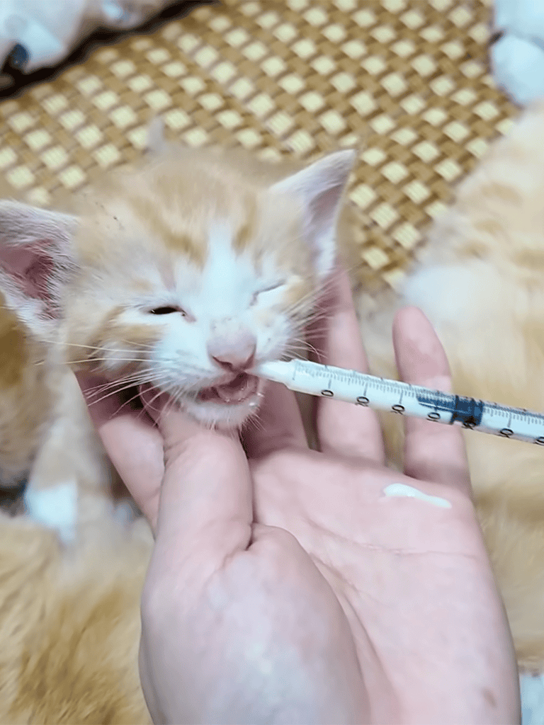 Adorable ginger kitten receiving vaccination, kitten health care, vet visit for cats, kitten vaccination process.