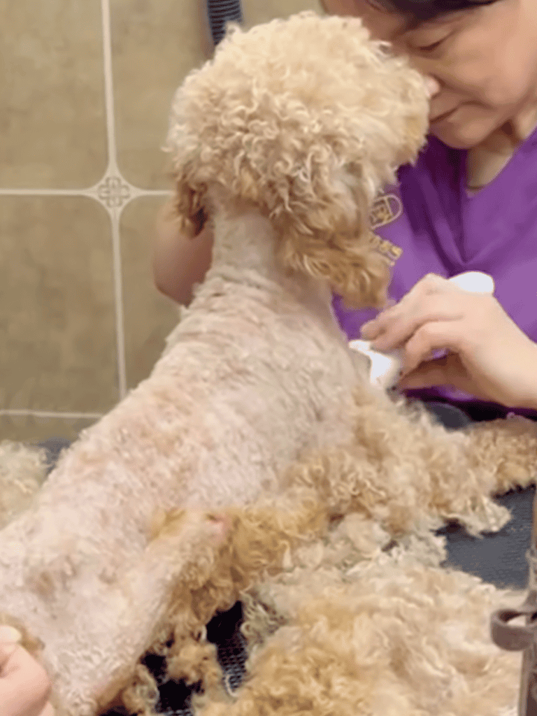 Dog grooming session with a poodle being pampered.