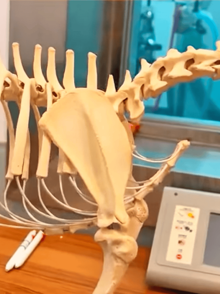 Realistic dog skull and spine anatomy for vet training and education.
