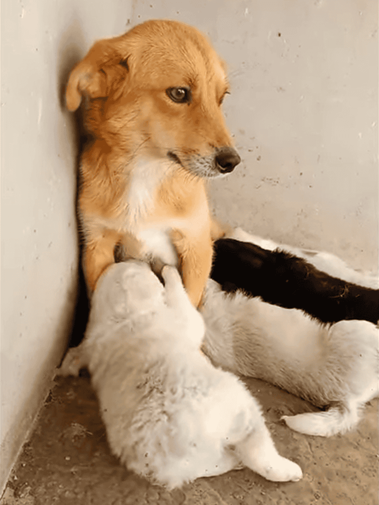 Cute puppy nursing a larger dog, showing caring dog behavior and protection for puppies.