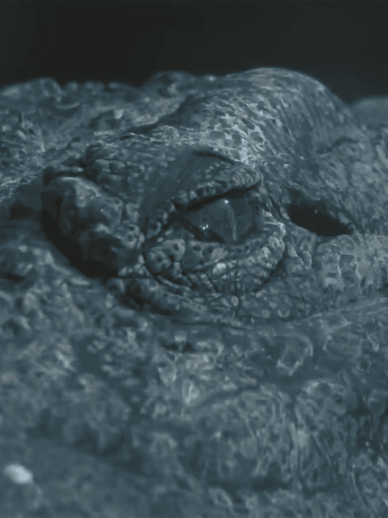 Close-up of a crocodile's textured skin and eye, showcasing the reptiles' rugged appearance.