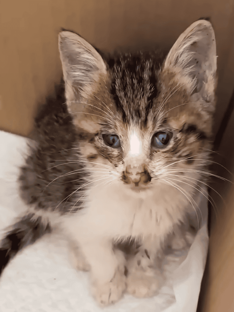 Cute tabby kitten with striking blue eyes, fostered through Dogfix.com for pet adoption.