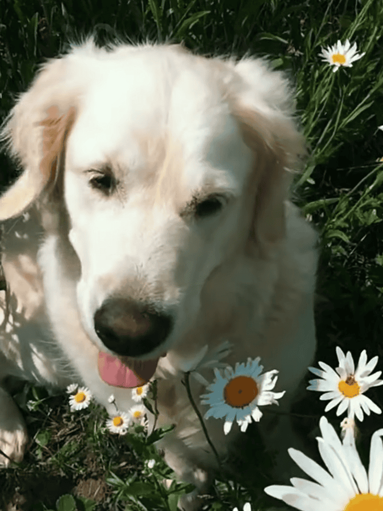 Adorable white Labrador puppy in a field with daisies, playful and friendly dog.