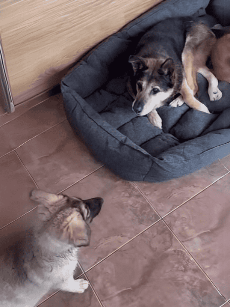 Cute dog resting in bed looking at puppy on floor, showcasing adorable pet interaction and bond between dog and puppy in cozy home environment.