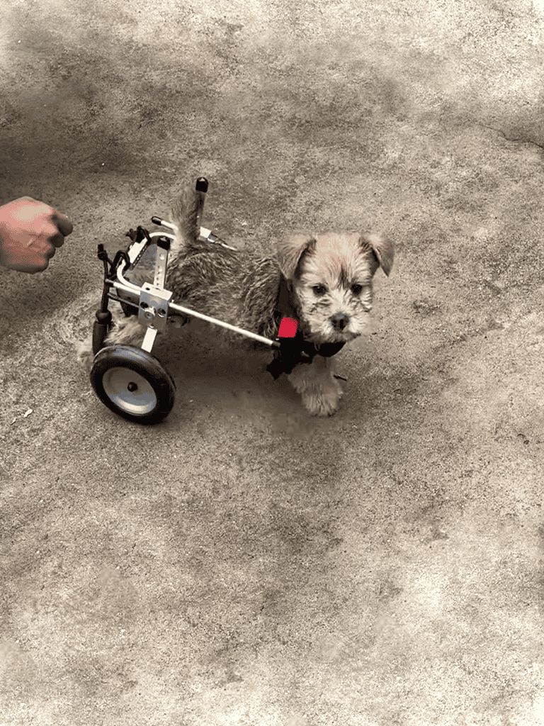 Adaptive dog mobility aid for disabled pets, promoting comfort and activity.
