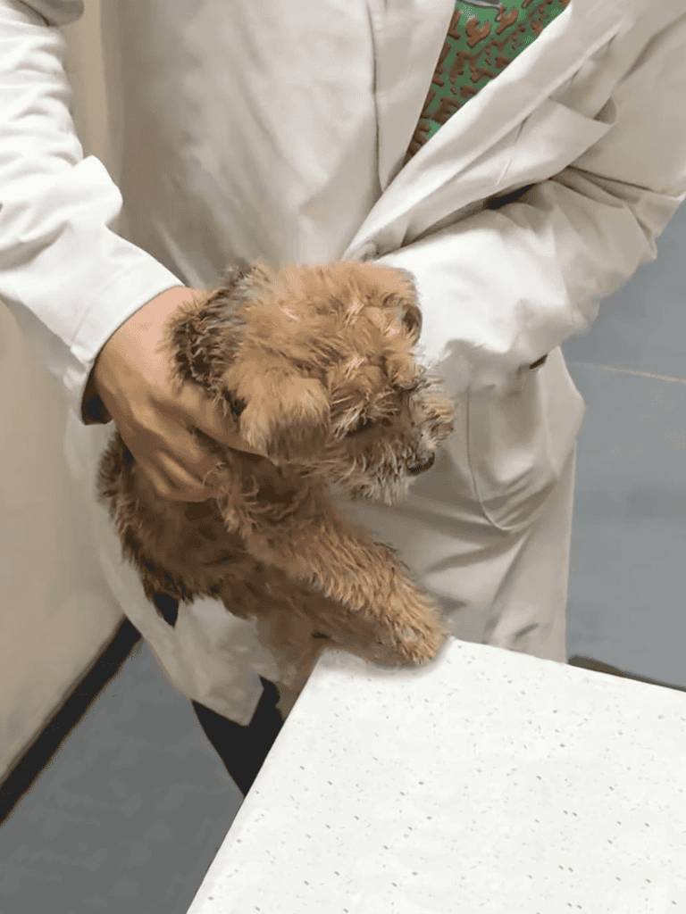 Adorable puppy receiving checkup at veterinary clinic for health and wellness.