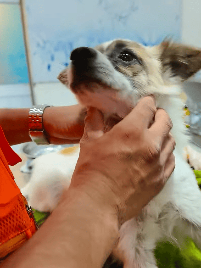 A veterinarian examines a happy dog during a routine health check-up, ensuring optimal wellness and preventive pet care.