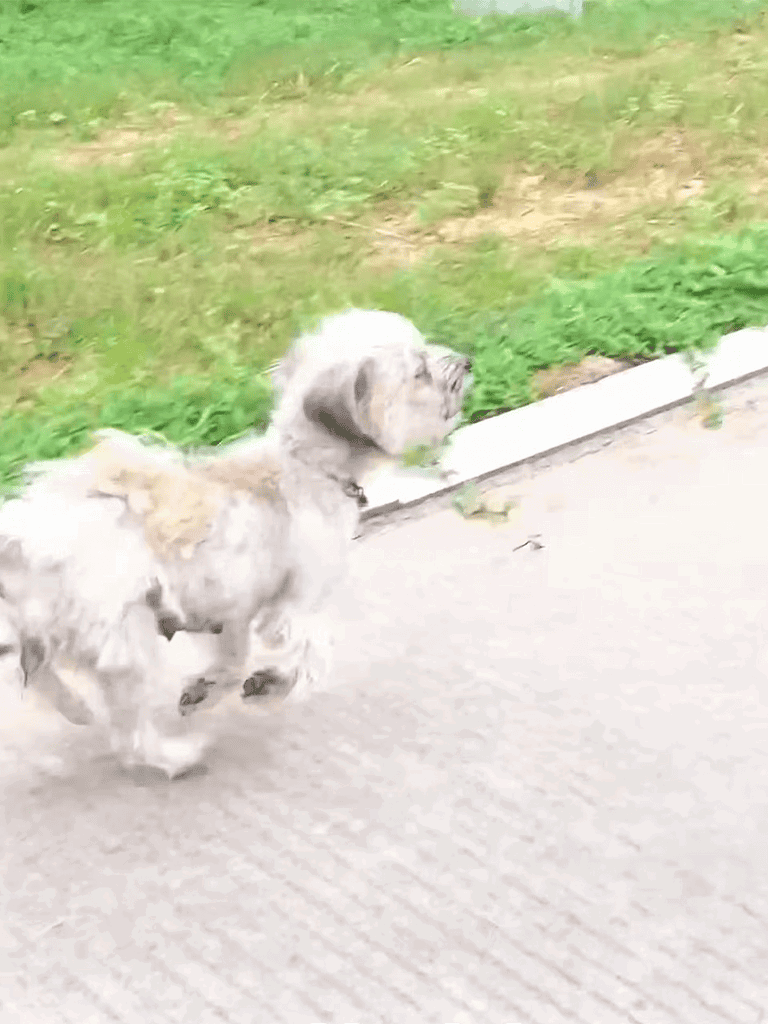 Image of a cute, fluffy puppy running on a paved path next to a grassy area.