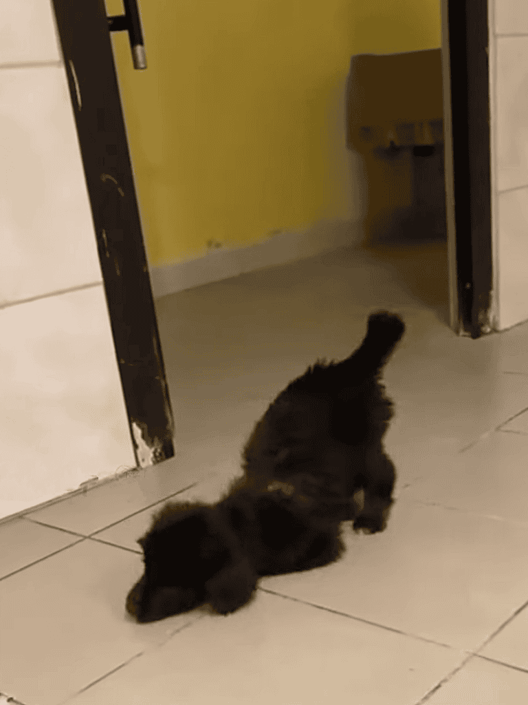 Adorable black puppy lying on the tiled floor near door, playful and curious.