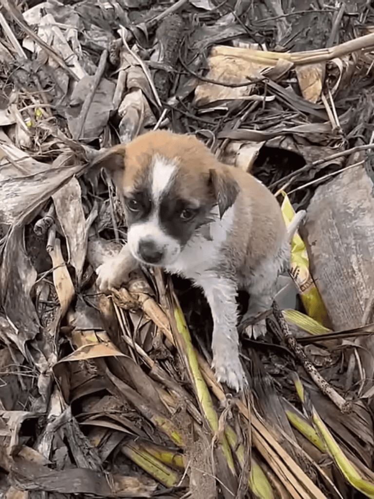 Cute puppy surrounded by dry leaves and twigs in outdoor environment.