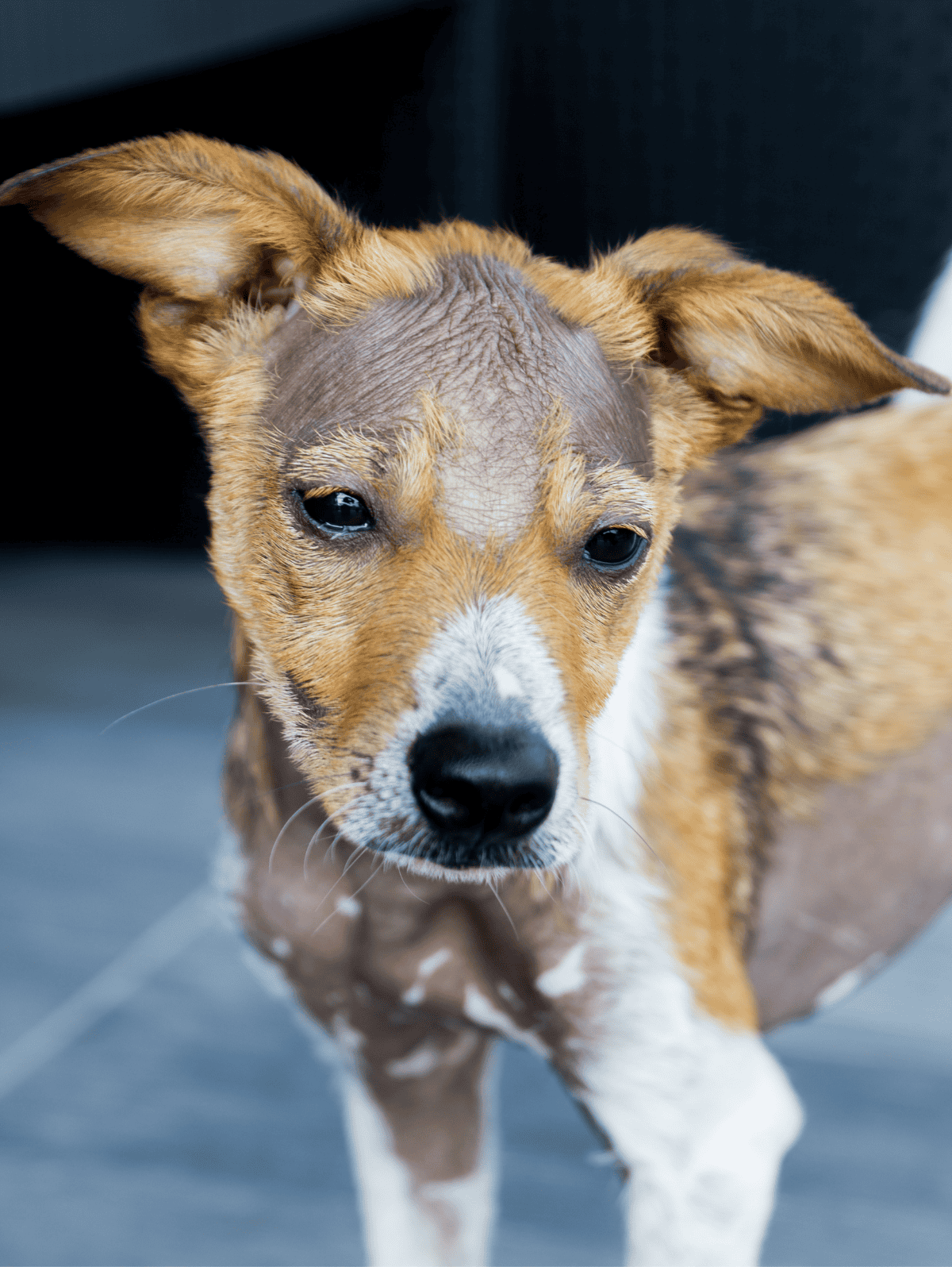 Cute young dog with brown and white fur, expressive eyes, indoor background.