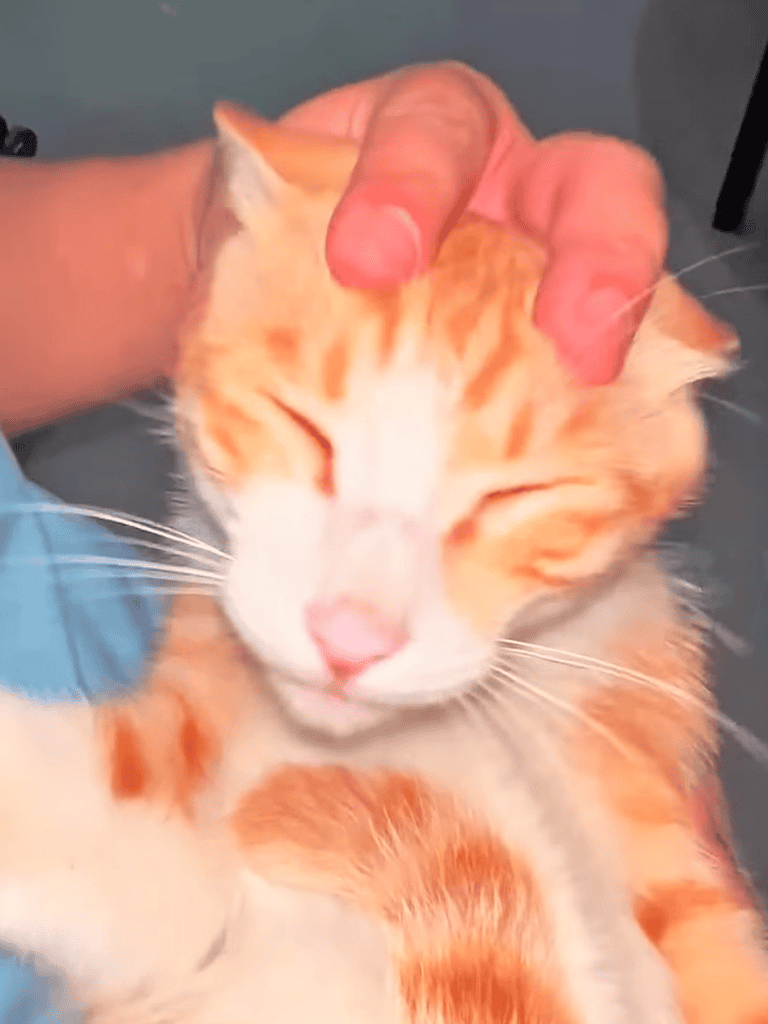 Happy orange and white cat enjoying gentle petting.