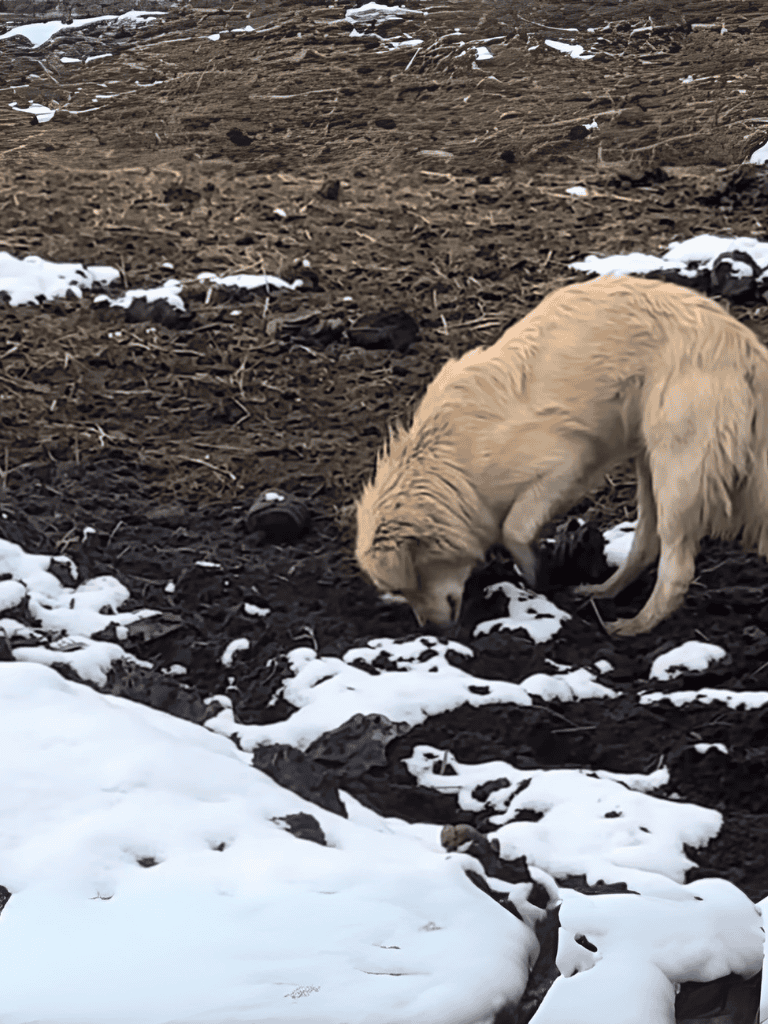 Adorable golden retriever puppy discovering snow and dirt, enjoying a hike outdoors.