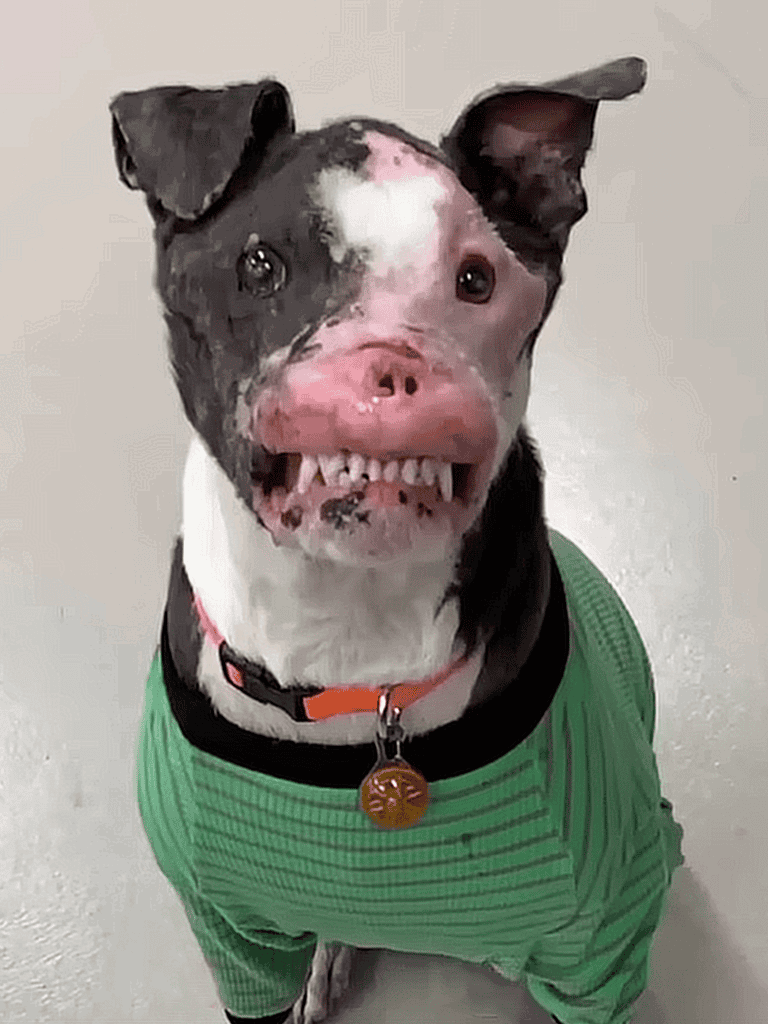 Adorable dog with a smile, wearing a green striped shirt and a collar with a round tag.