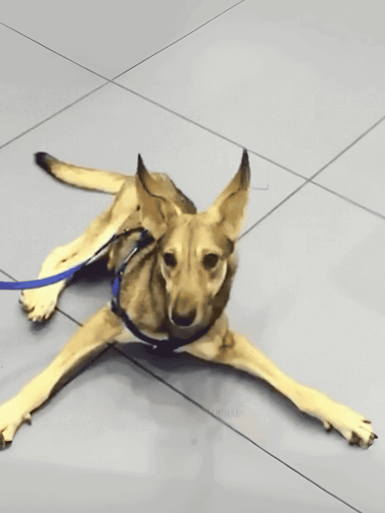 Dog sitting, walking, training services.