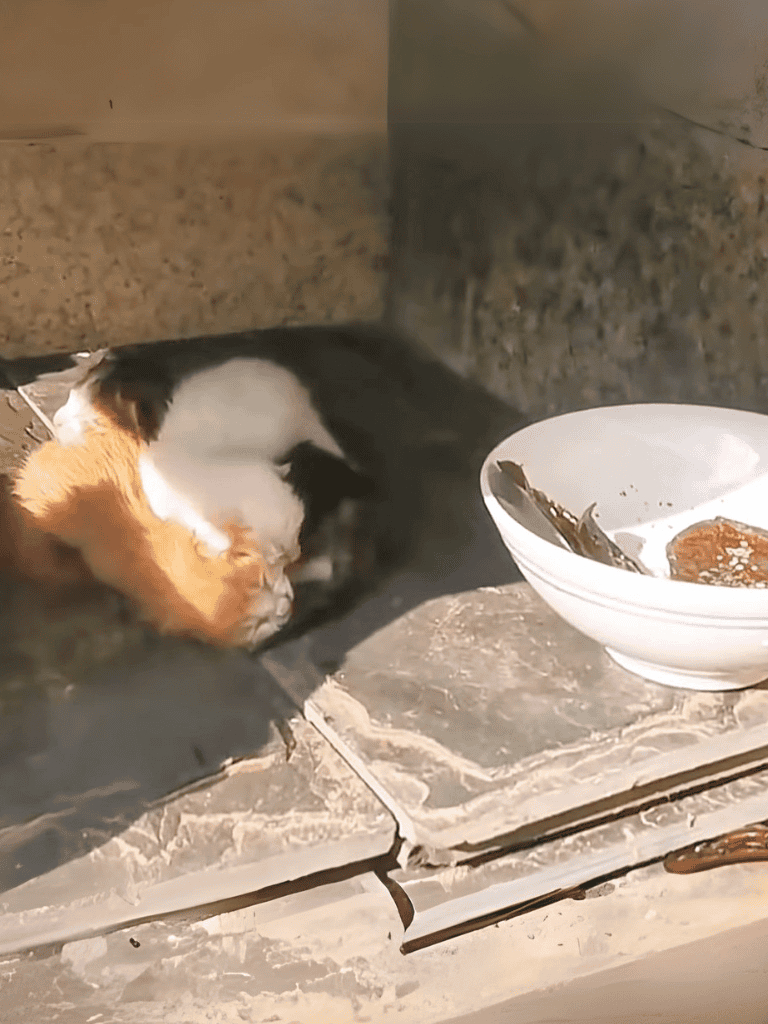 Adorable dog cuddled up and sleeping on kitchen floor beside food bowl.