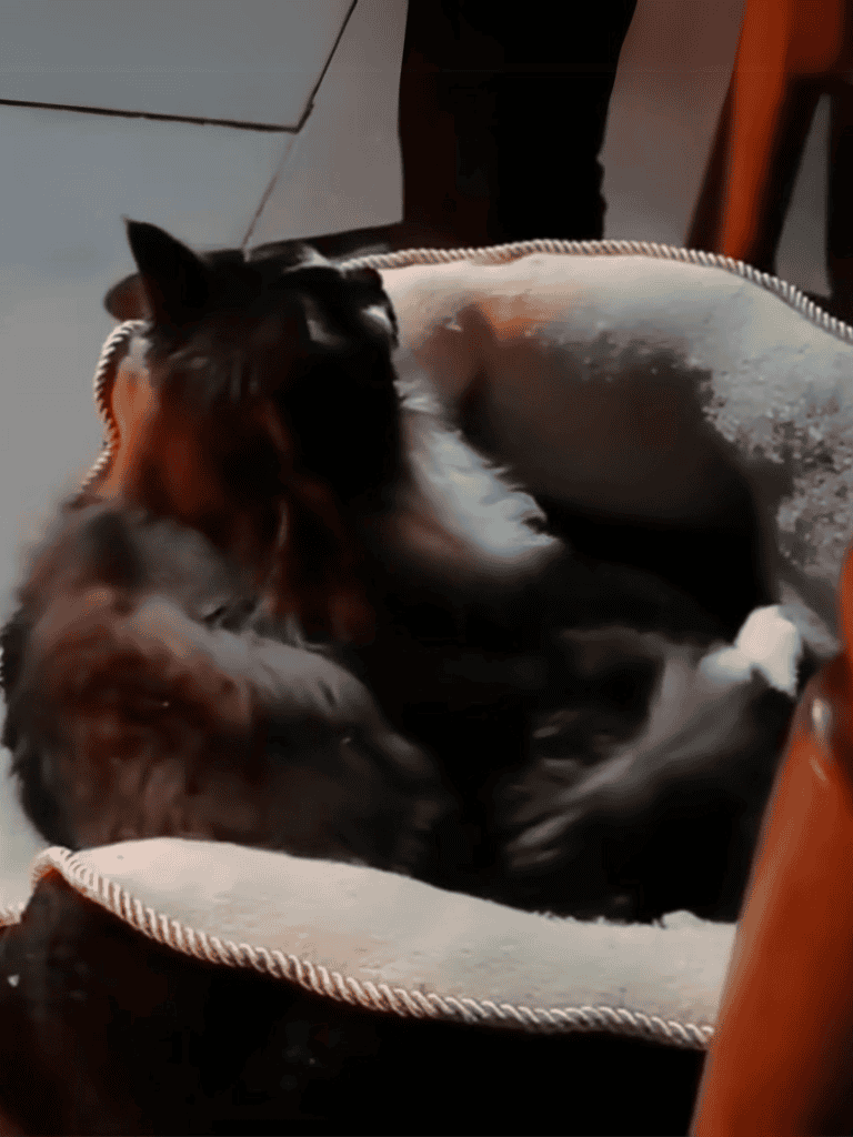 Comfortable dog sleeping on soft bed.