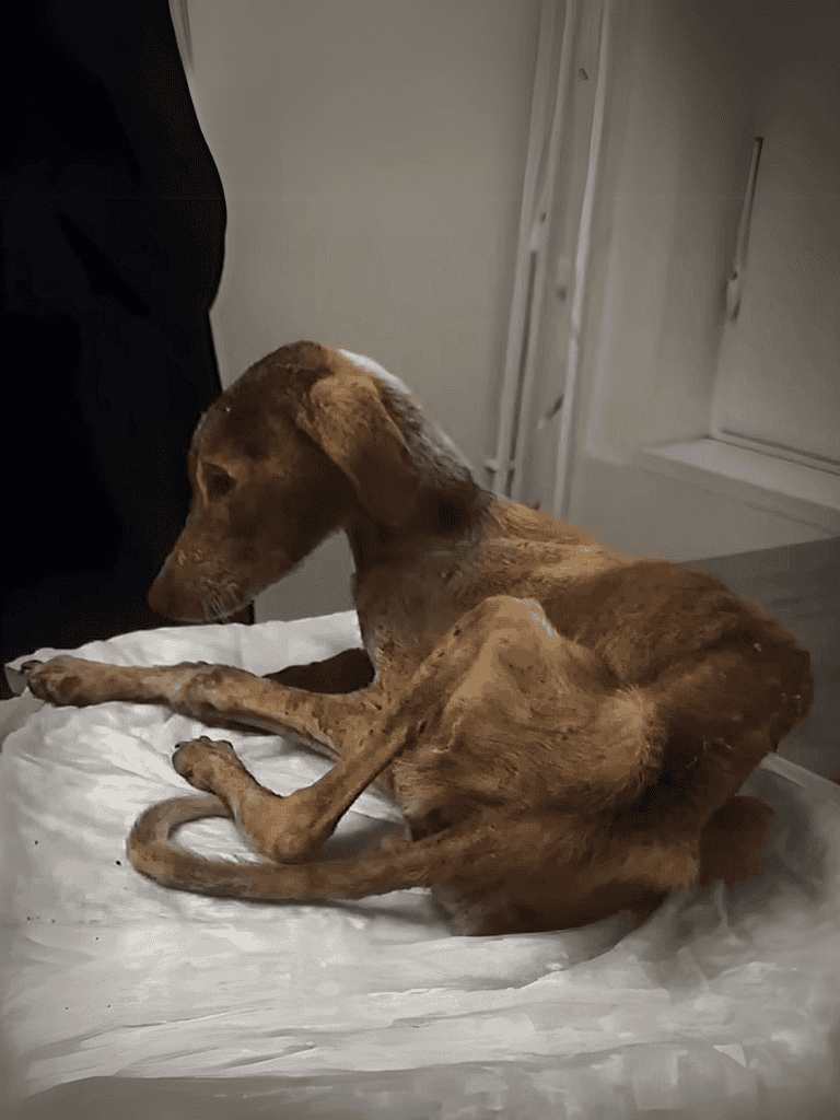 Dog lying on bed in a cozy indoor setting.