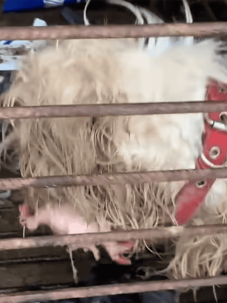 Farm pig behind metal bars, rural farm animal husbandry, livestock pen for pigs.